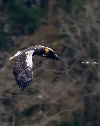 Steller's Sea Eagle Unknown Spots Wed, 12/21/2022