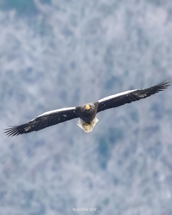 Steller's Sea Eagle Unknown Spots Wed, 12/21/2022