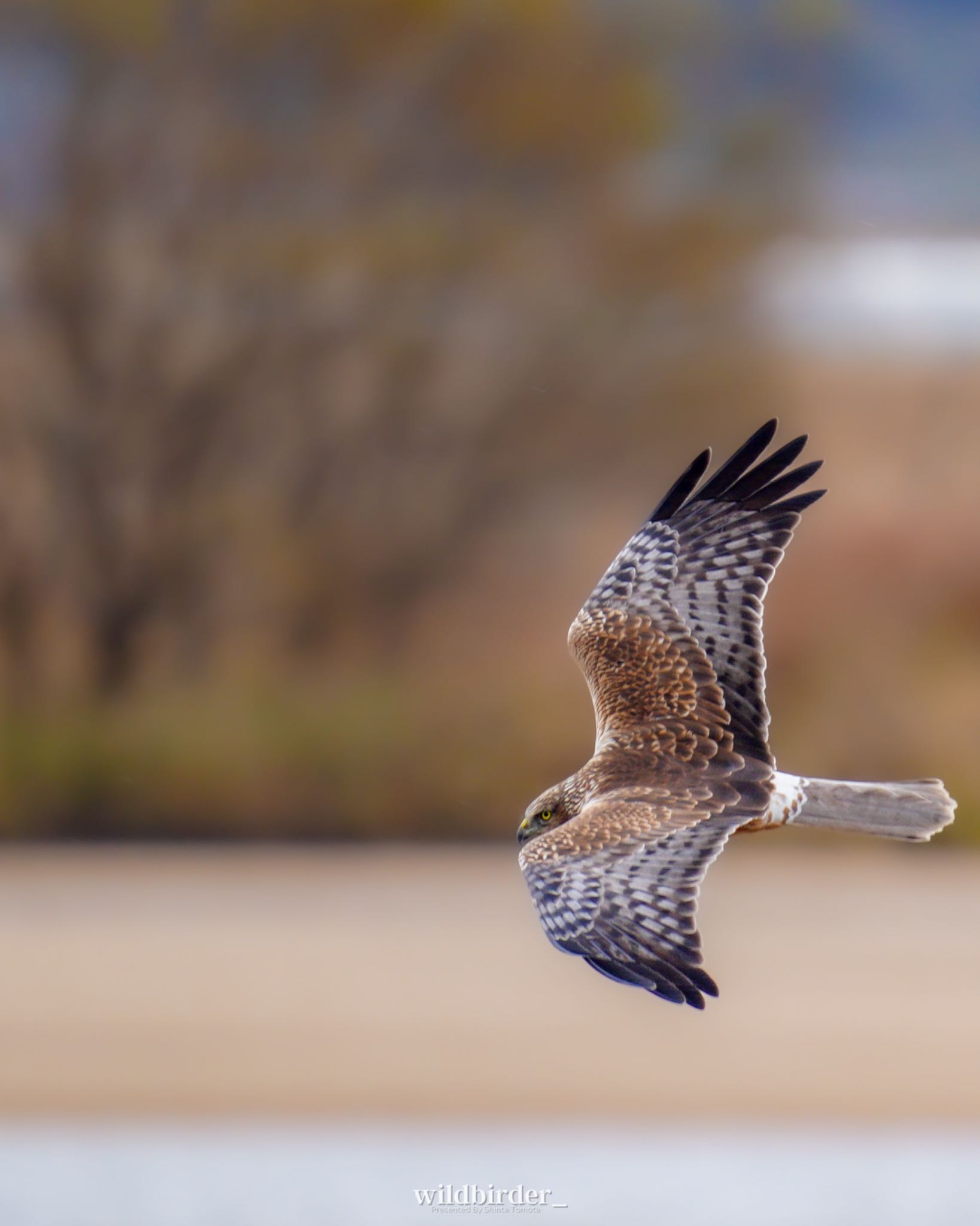  チュウヒの写真 by wildbirder_