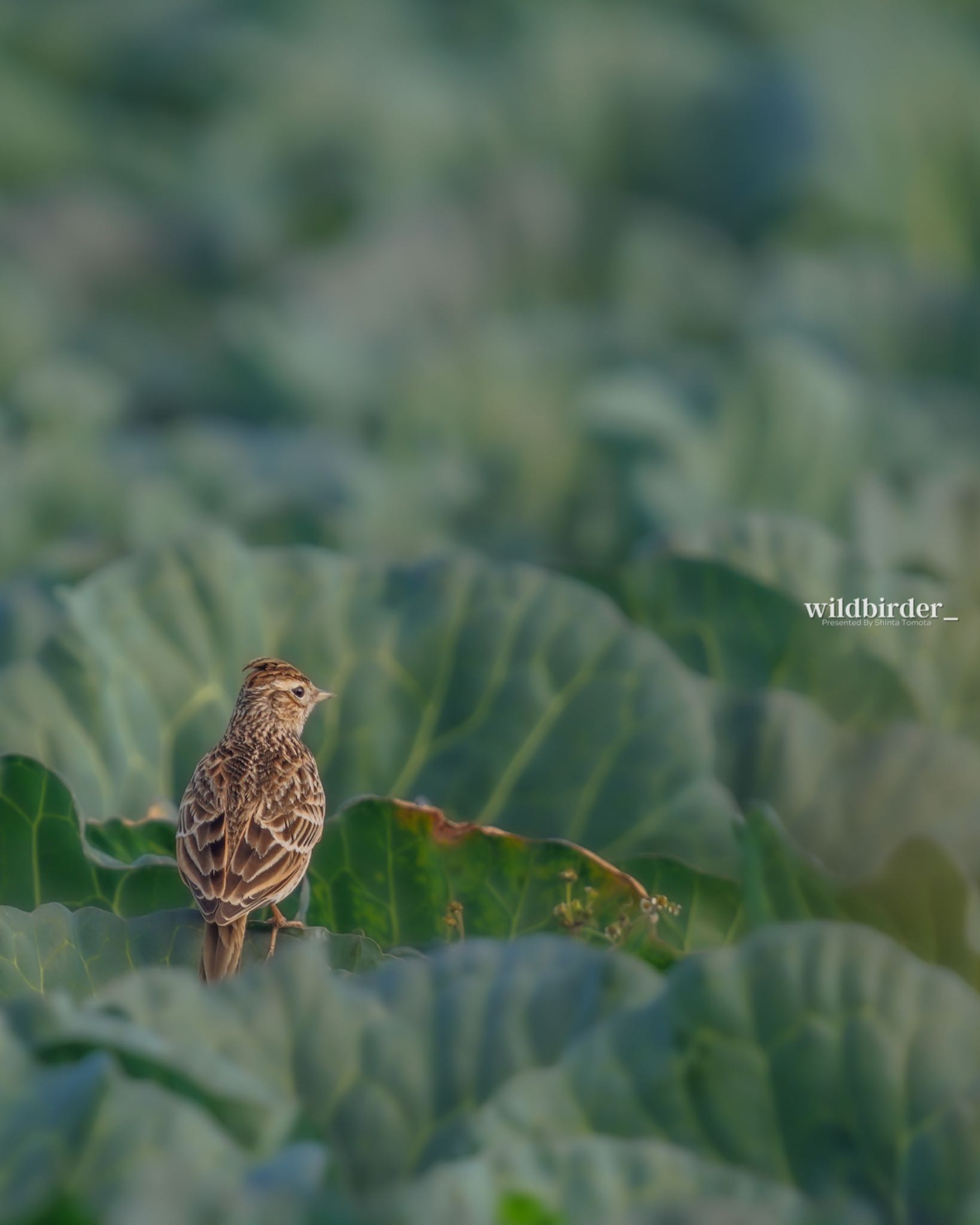  タヒバリの写真 by wildbirder_