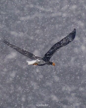 Steller's Sea Eagle Unknown Spots Wed, 12/21/2022