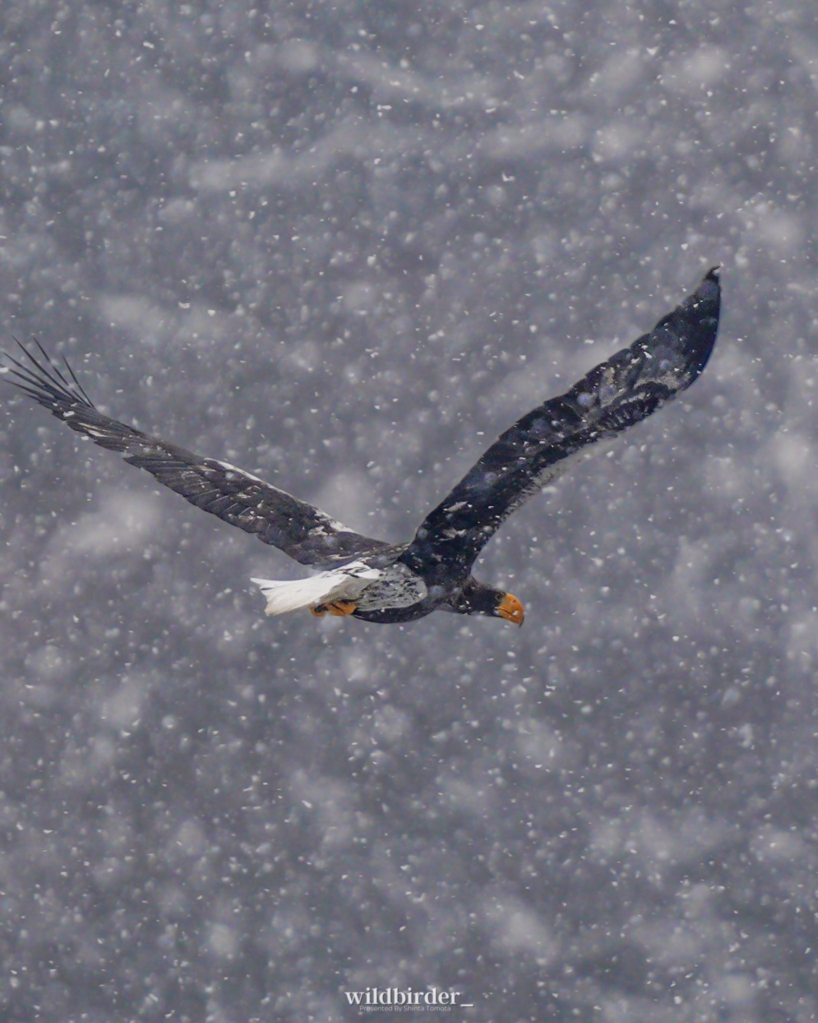  オオワシの写真 by wildbirder_