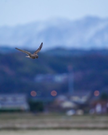 Common Kestrel Unknown Spots Sun, 12/18/2022