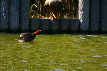 Little Grebe Yatsu-higata Sat, 10/1/2022