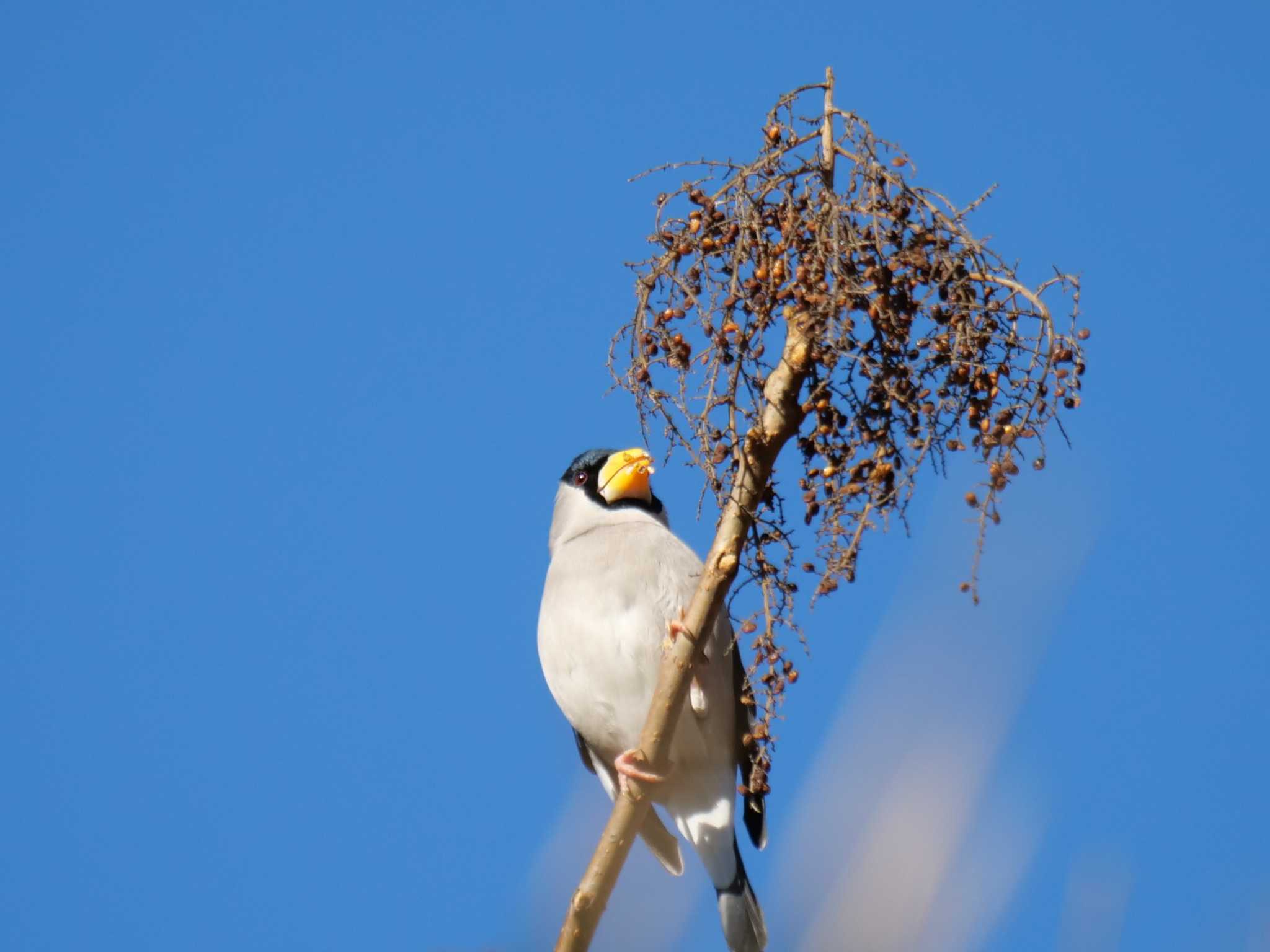 裏山 イカルの写真 by little birds