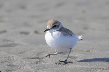 シロチドリ ふなばし三番瀬海浜公園 2023年1月28日(土)