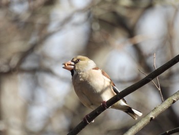 Hawfinch 矢木羽湖公園 Sat, 12/31/2022