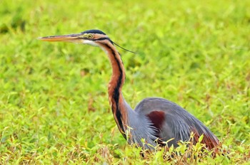 Purple Heron Ishigaki Island Fri, 2/3/2023