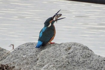 Fri, 2/3/2023 Birding report at Shin-yokohama Park