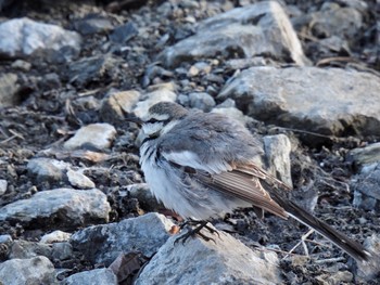 White Wagtail 阿佐美沼 Sun, 1/29/2023