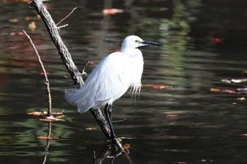 コサギ 明石公園 2022年12月11日(日)