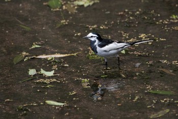 White Wagtail Yatoyama Park Sat, 4/14/2018