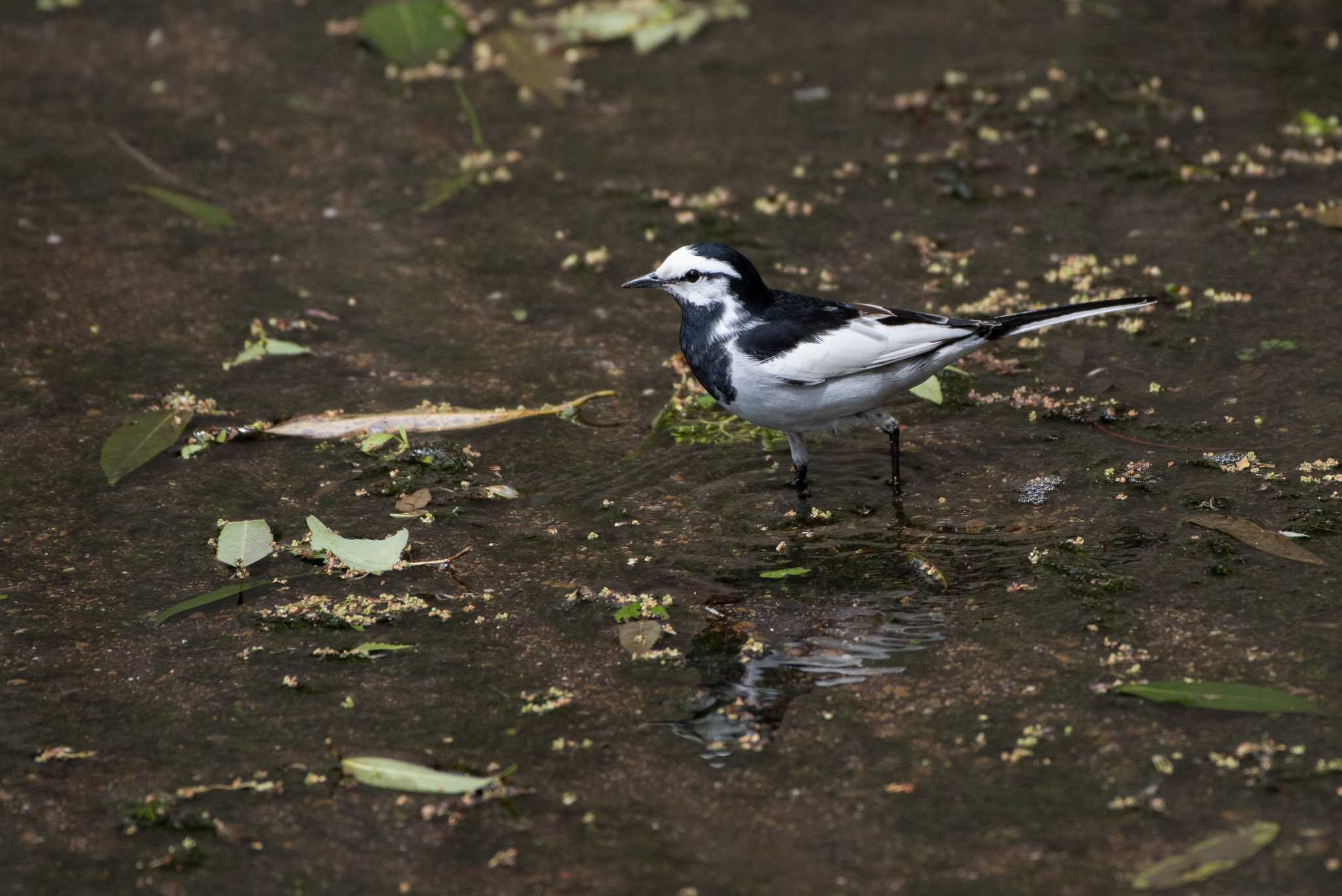 White Wagtail