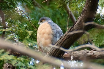 ツミ 和田堀公園 2023年2月4日(土)