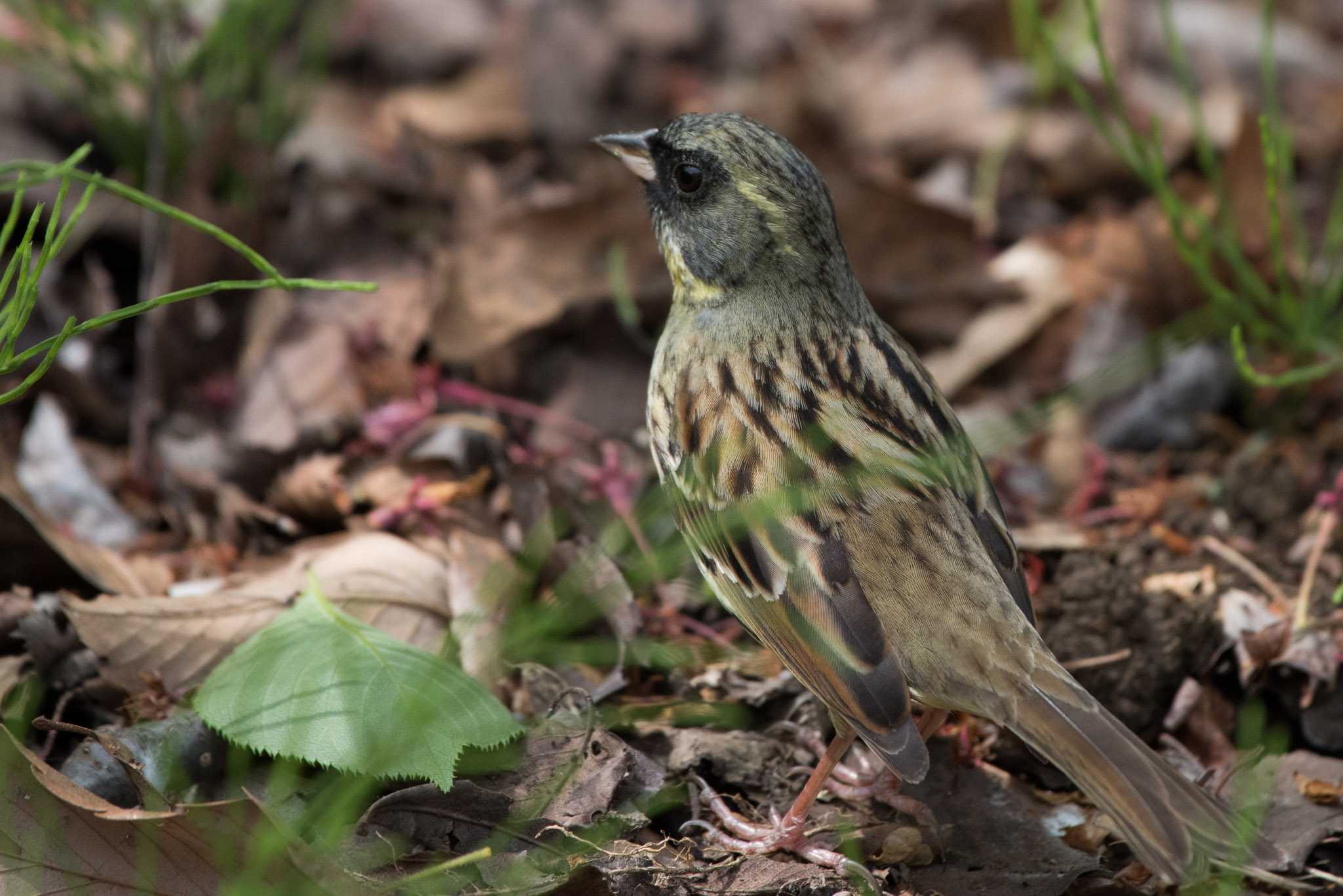 Masked Bunting