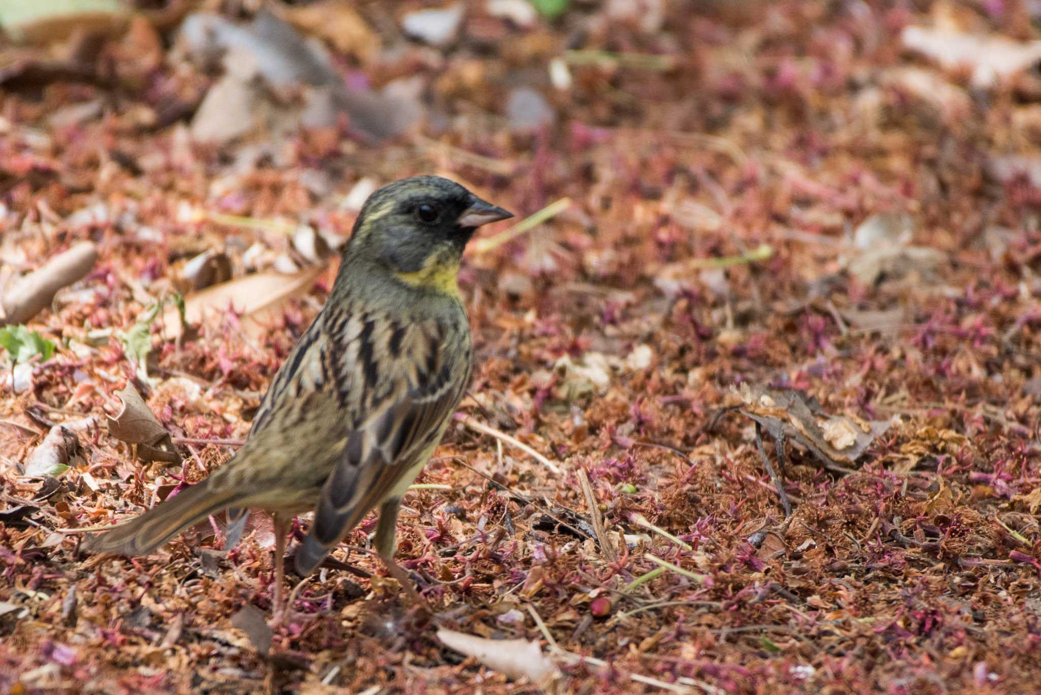 Masked Bunting