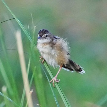 Golden-headed Cisticola Khao Chi Hon No Hunting Wildlife Area  Thu, 2/2/2023