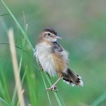 タイワンセッカ Khao Chi Hon No Hunting Wildlife Area  2023年2月2日(木)