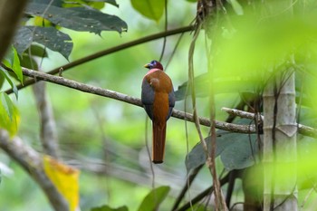 Philippine Trogon Tinuy-an Falls(PHILIPPINES) Wed, 3/21/2018