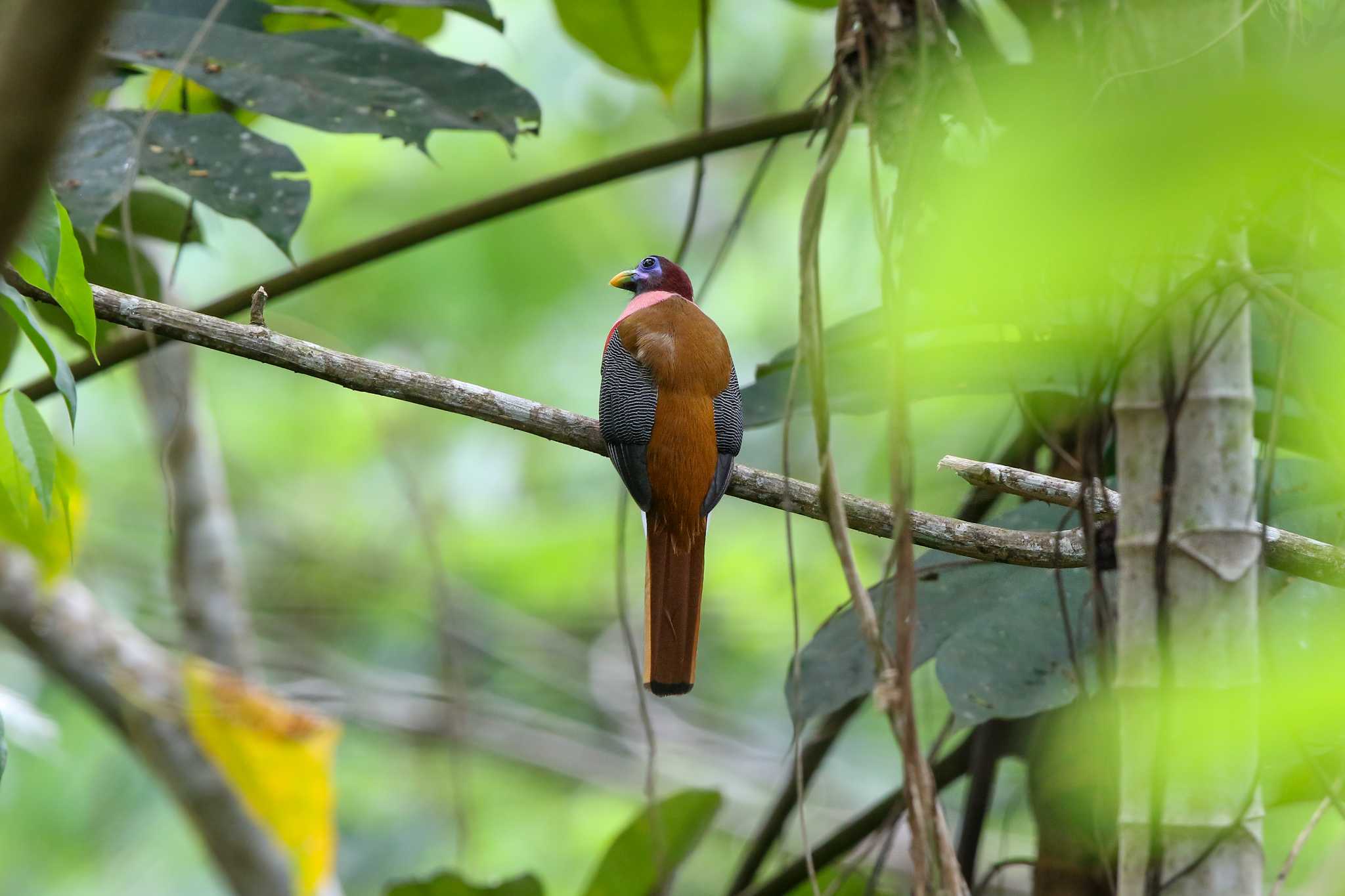 Photo of Philippine Trogon at Tinuy-an Falls(PHILIPPINES) by Trio