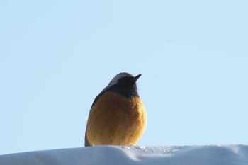 ジョウビタキ 大阪城公園 2023年2月4日(土)