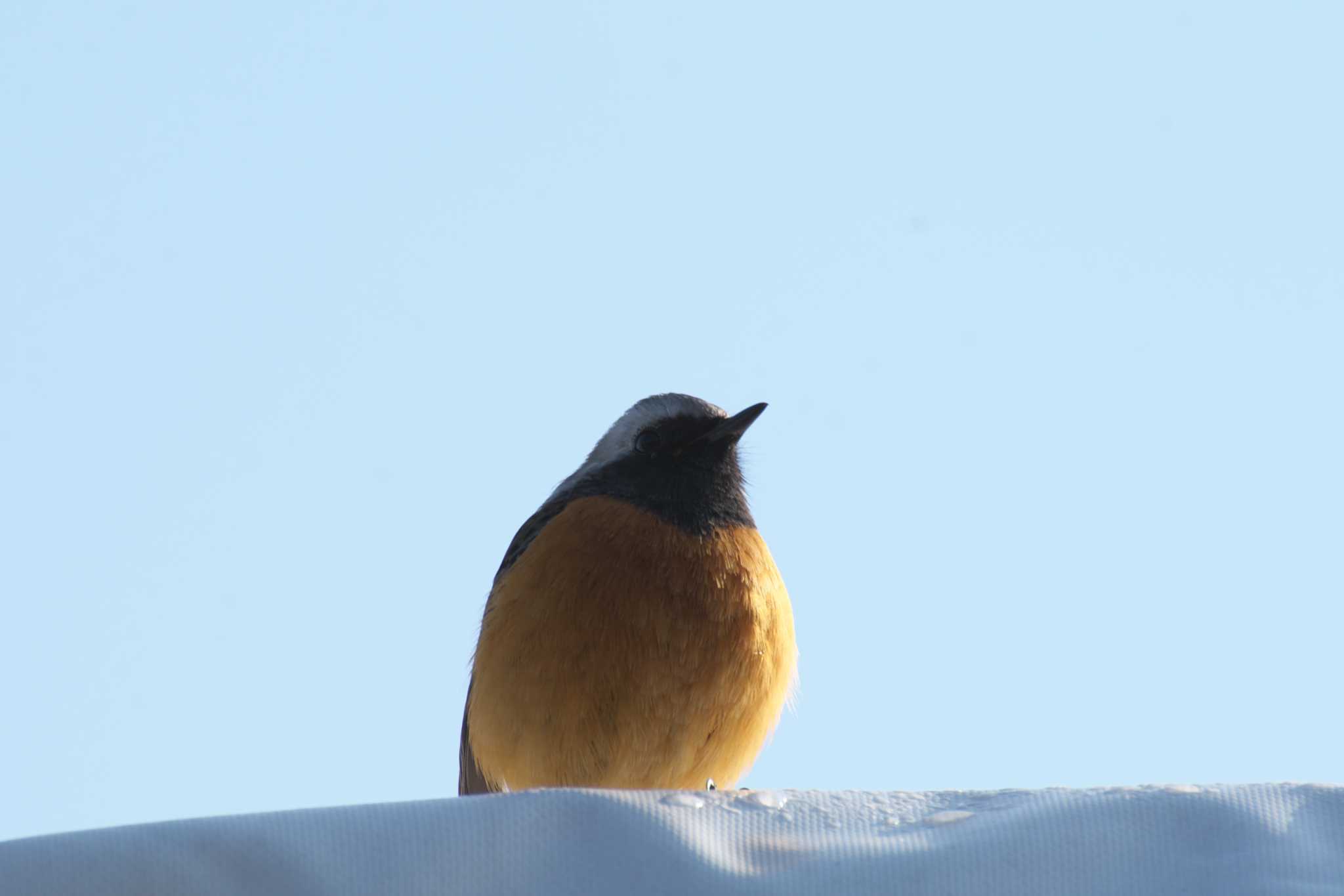 Photo of Daurian Redstart at Osaka castle park by 大井 誠