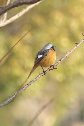 Daurian Redstart Osaka castle park Sat, 2/4/2023