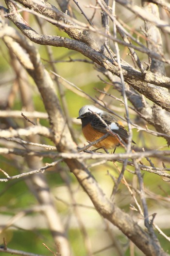 Daurian Redstart Osaka castle park Sat, 2/4/2023