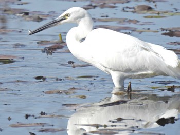 Little Egret 多々良沼公園 Sat, 2/4/2023