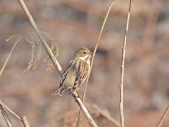 Common Reed Bunting 多々良沼公園 Sat, 2/4/2023