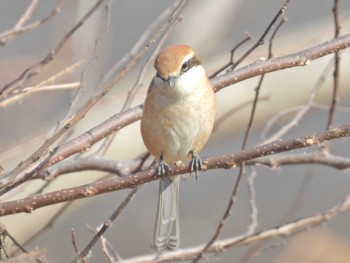 Bull-headed Shrike 多々良沼公園 Sat, 2/4/2023