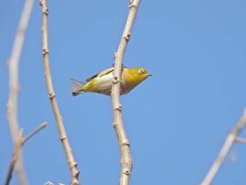 Warbling White-eye 多々良沼公園 Sat, 2/4/2023