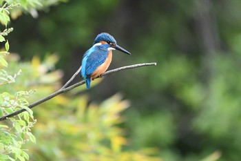 2018年4月14日(土) 水元公園の野鳥観察記録