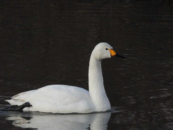 Tundra Swan 越辺川(埼玉県川島町) Sun, 2/5/2023