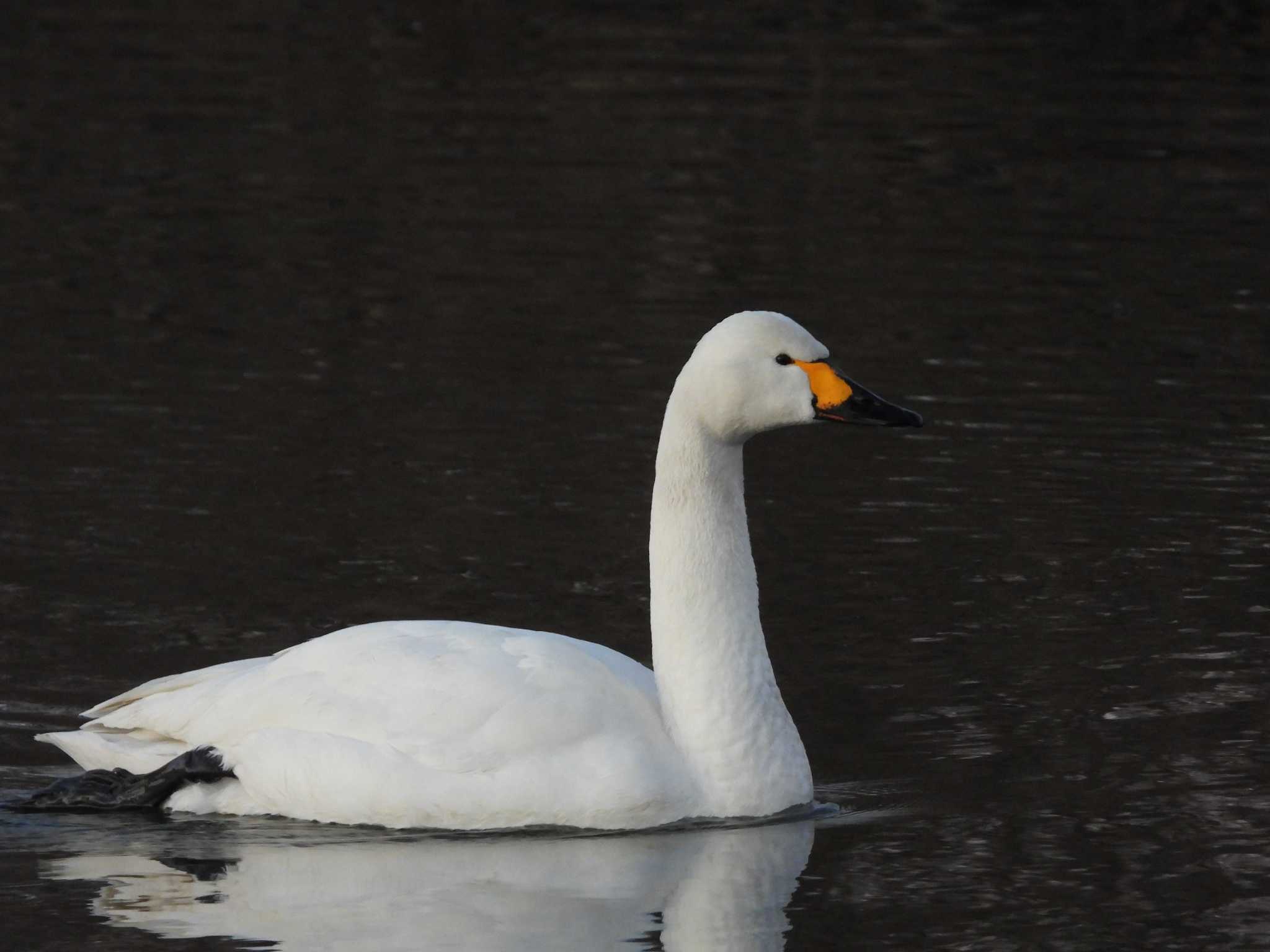 Tundra Swan