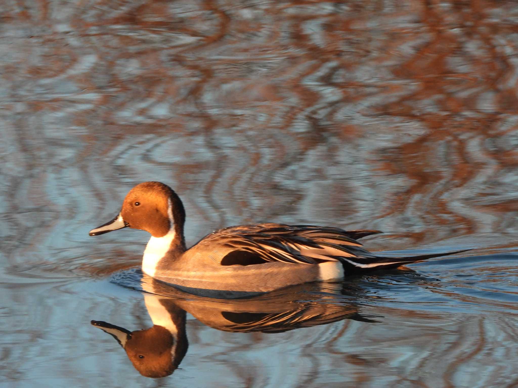 Photo of Northern Pintail at 越辺川(埼玉県川島町) by おでんだね