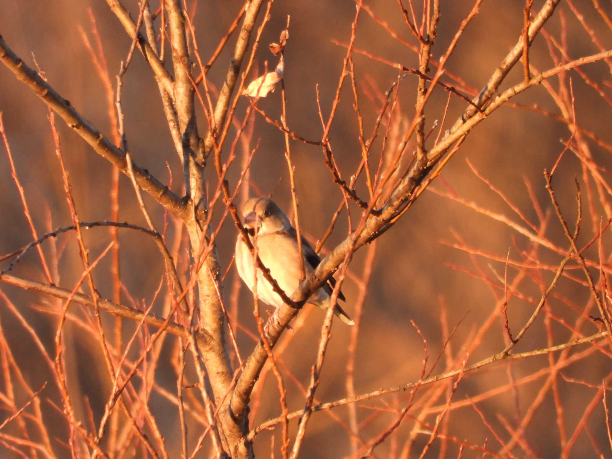 Photo of Hawfinch at 越辺川(埼玉県川島町) by おでんだね