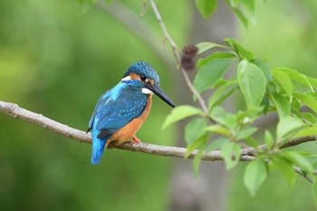 カワセミ 水元公園 2018年4月14日(土)