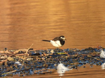 Japanese Wagtail 越辺川(埼玉県川島町) Sun, 2/5/2023