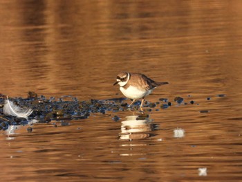 Common Ringed Plover 越辺川(埼玉県川島町) Sun, 2/5/2023