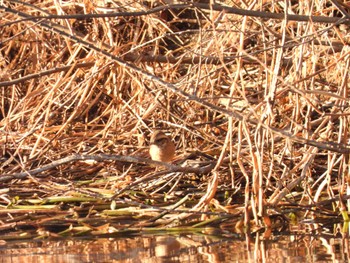 Meadow Bunting 越辺川(埼玉県川島町) Sun, 2/5/2023