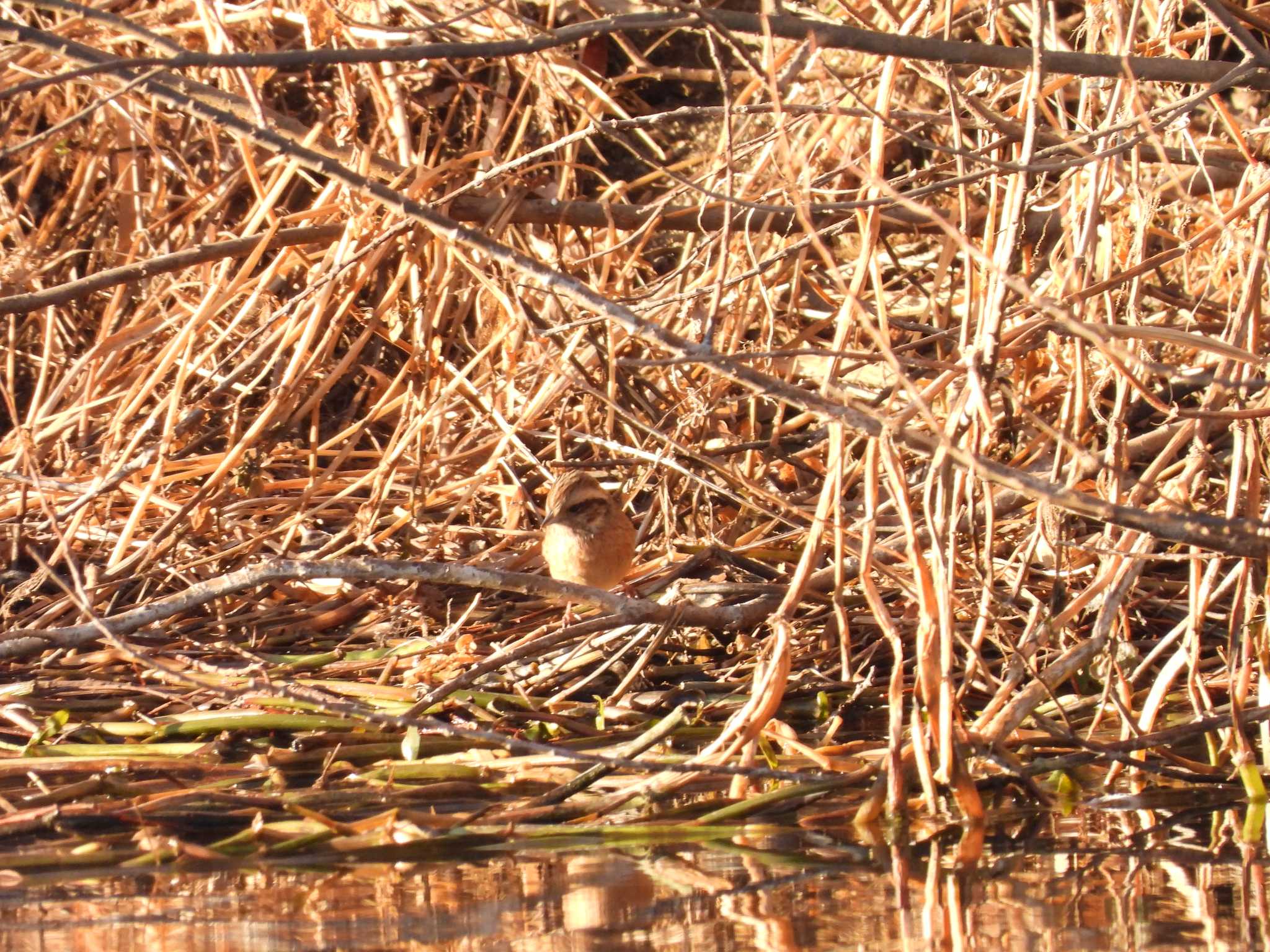 Meadow Bunting