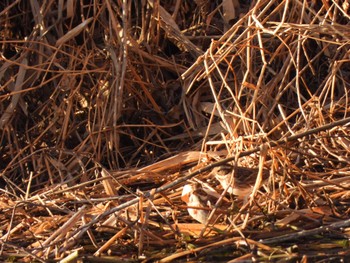 Rustic Bunting 越辺川(埼玉県川島町) Sun, 2/5/2023