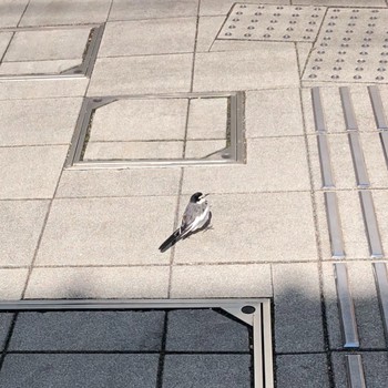 White Wagtail 大阪市 Sun, 2/5/2023