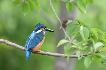 Common Kingfisher Mizumoto Park Sat, 4/14/2018