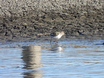 2023年2月5日(日) 伊佐沼の野鳥観察記録