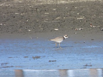 Common Ringed Plover Isanuma Sun, 2/5/2023