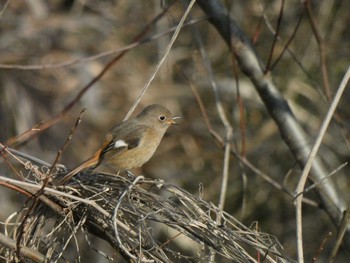 2023年2月4日(土) 多摩川の野鳥観察記録