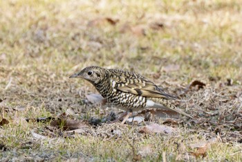 2023年2月4日(土) 中央市の野鳥観察記録