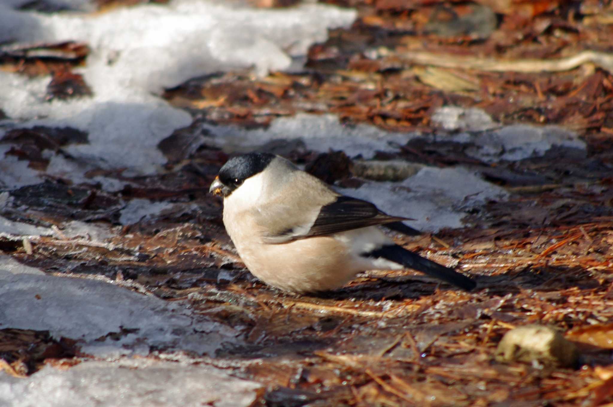 Eurasian Bullfinch